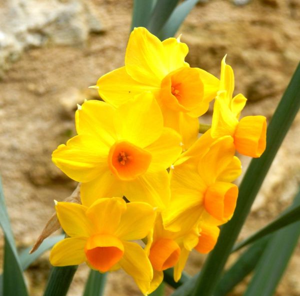 Multiflora narcisser Multiflora narcisser